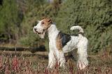 FOX TERRIER 453